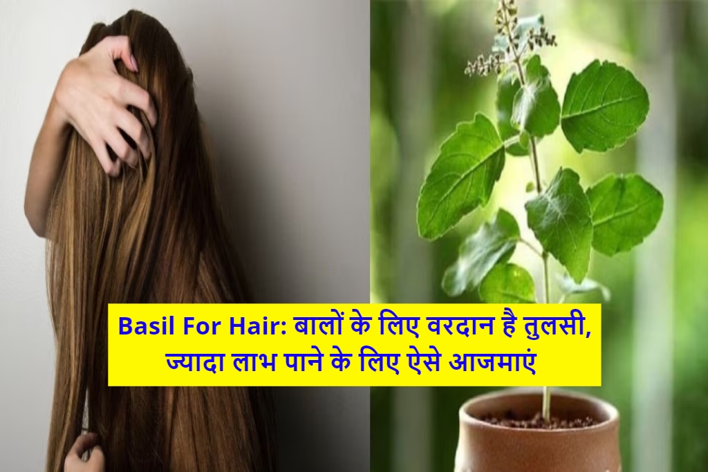 Basil For Hair