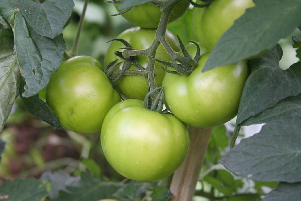 Green Tomato