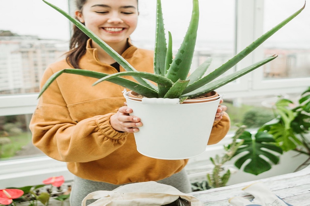 Aloe Vera Plant