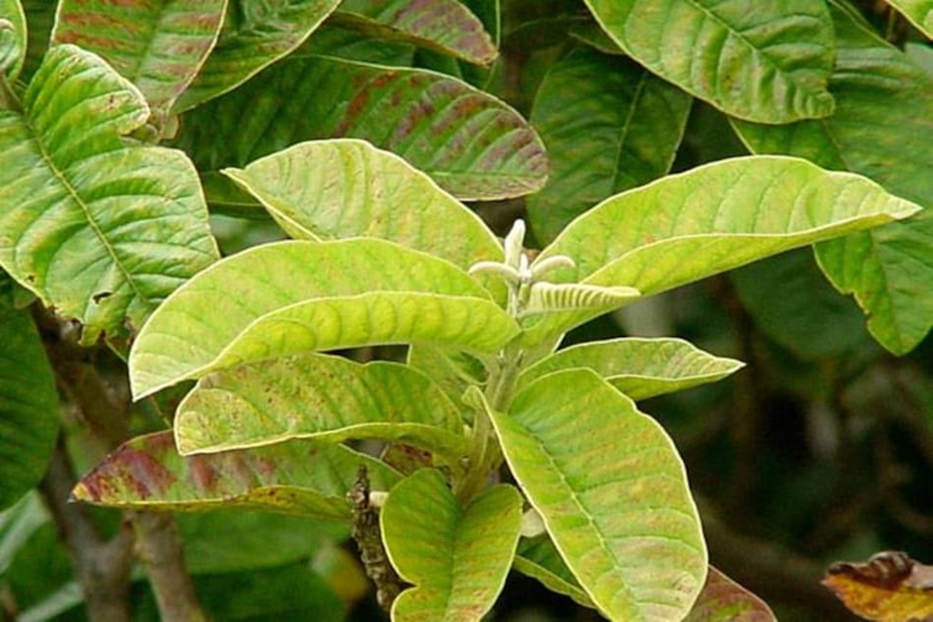 Guava Leaves Benefits