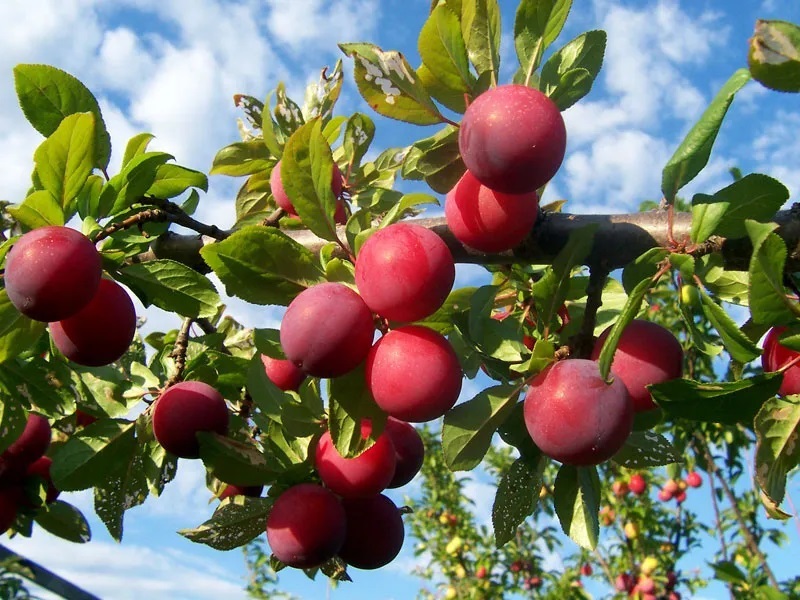 Benefits of Plum Fruit