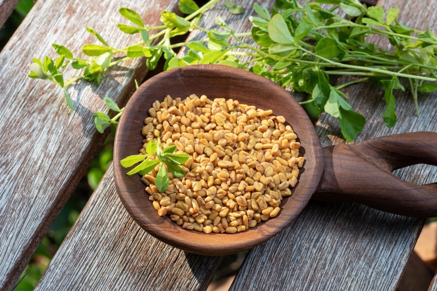 Fenugreek Seeds